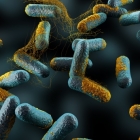 Geneticky vylepšené bakterie vyrábějí lék na revmatoidní artritidu ve střevech